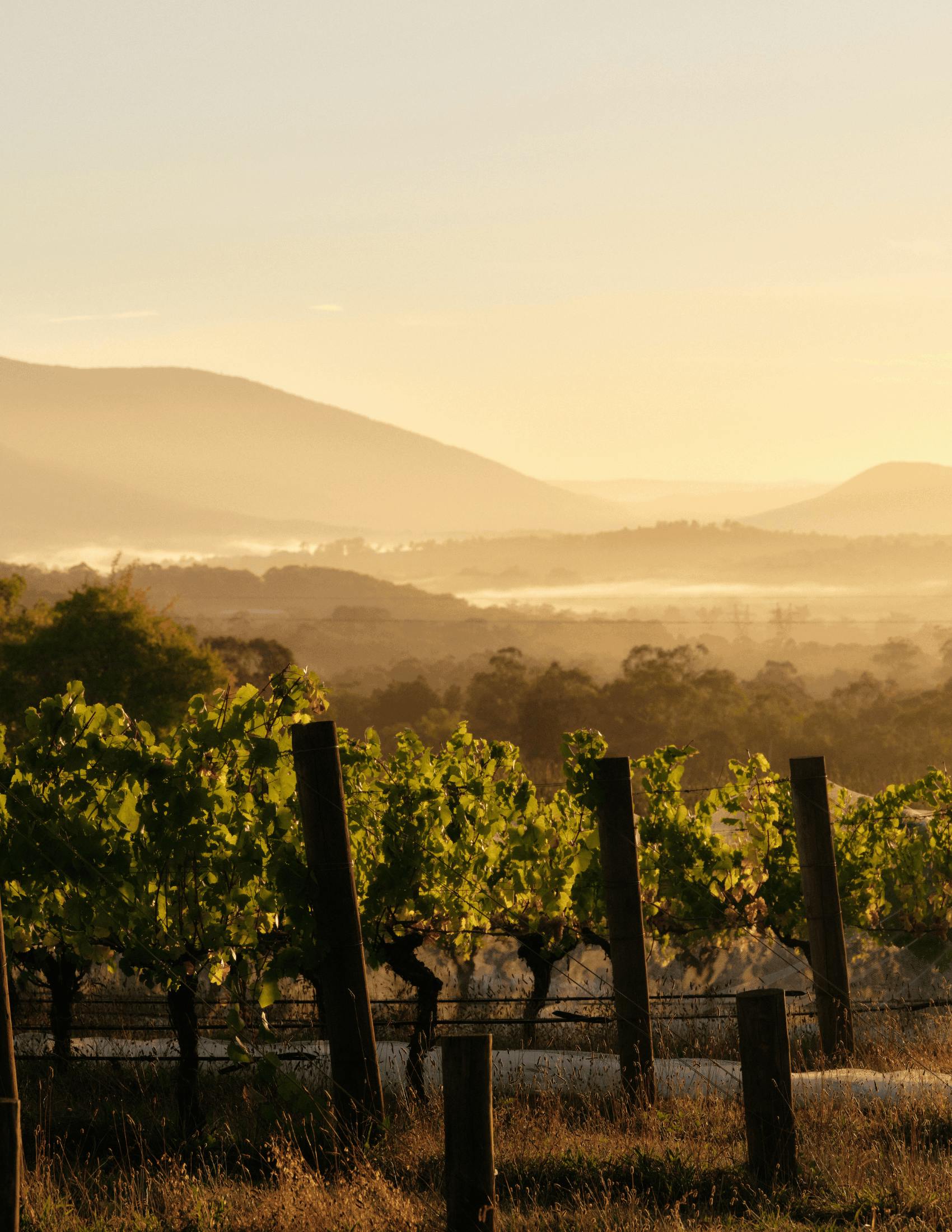 Seville Estate Cool Climate Wines