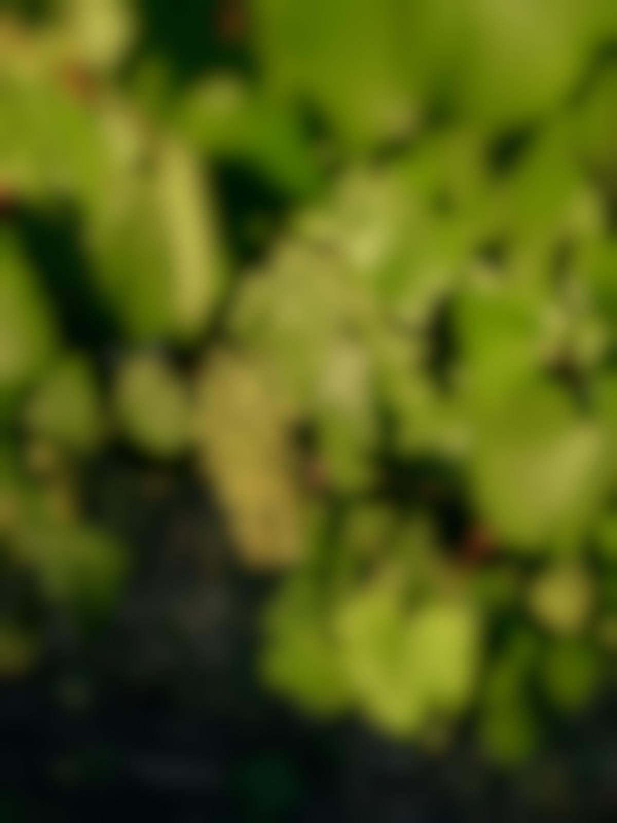 Seville Estate Vineyard yarra valley