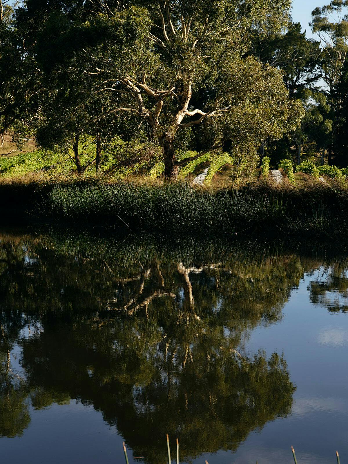 Seville Estate rebirth of yarra valley