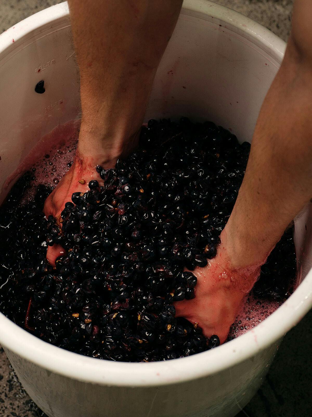 Seville Estate winemaking2