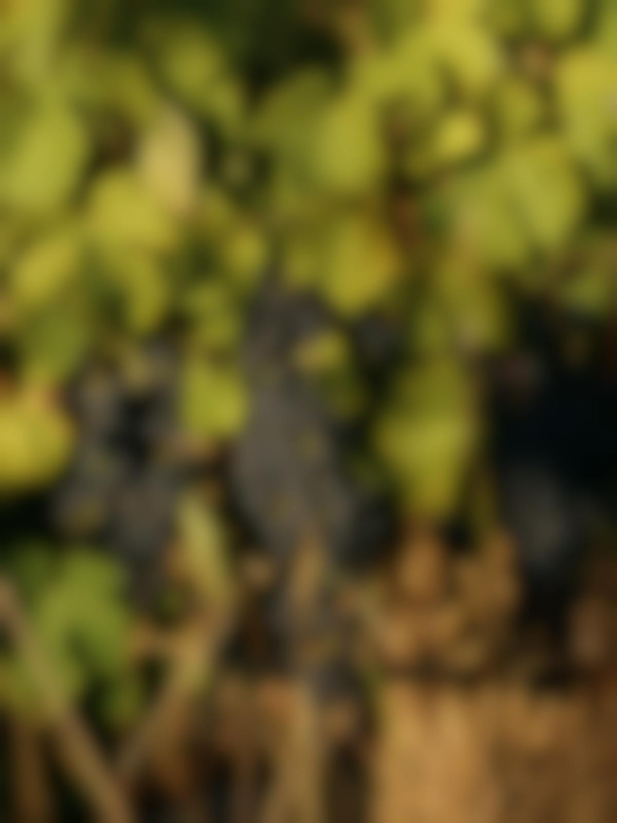 Seville Estate Dr Shiraz Yarra v Valley
