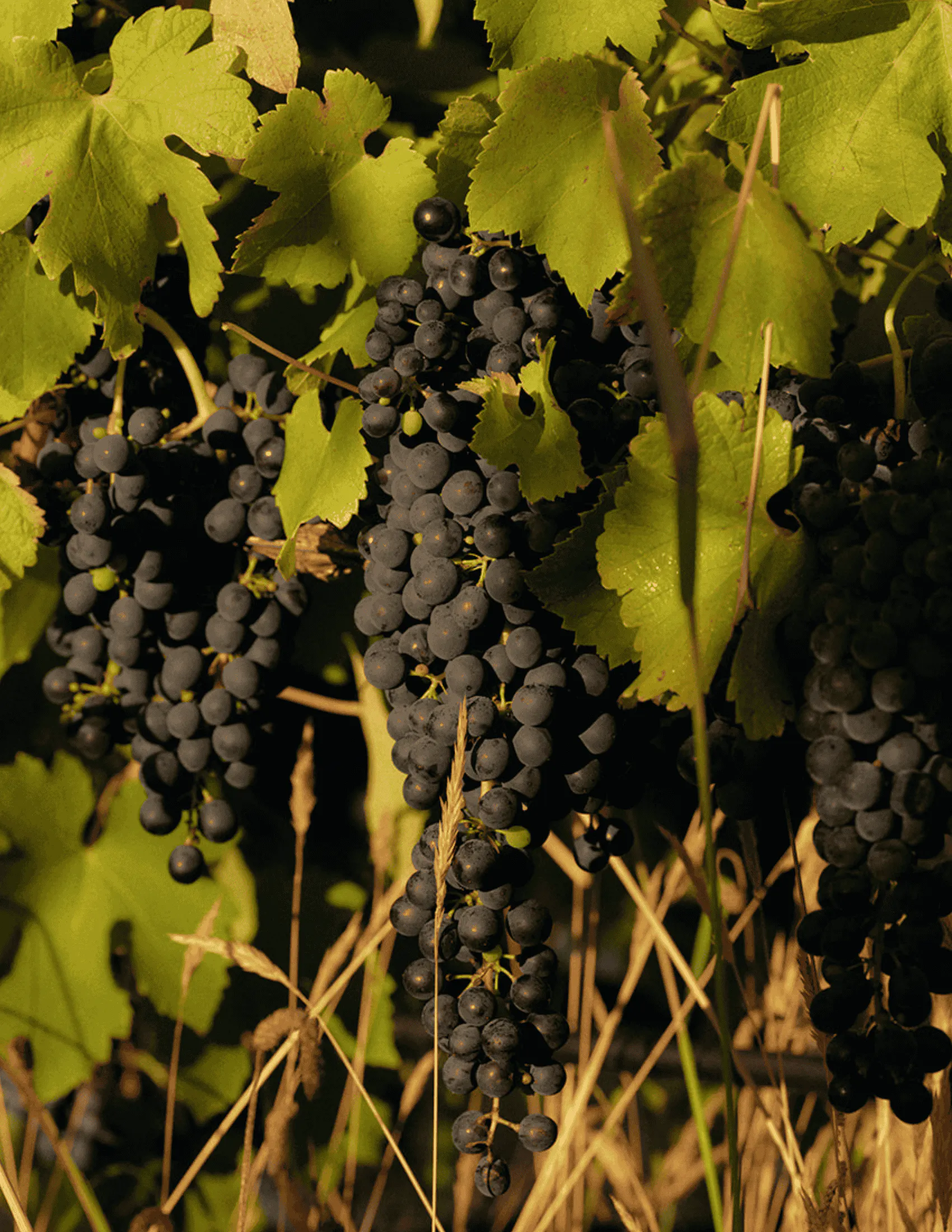 Seville Estate Reserve Shiraz