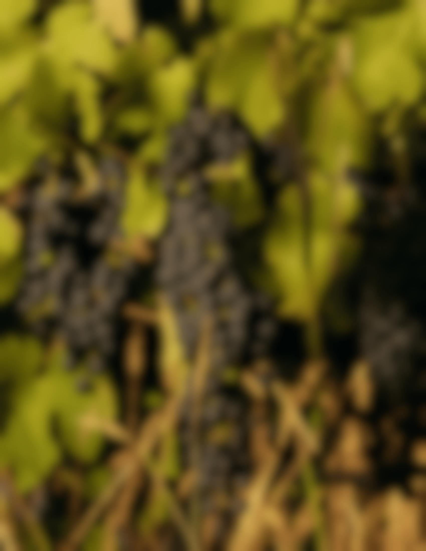 Seville Estate Reserve Shiraz