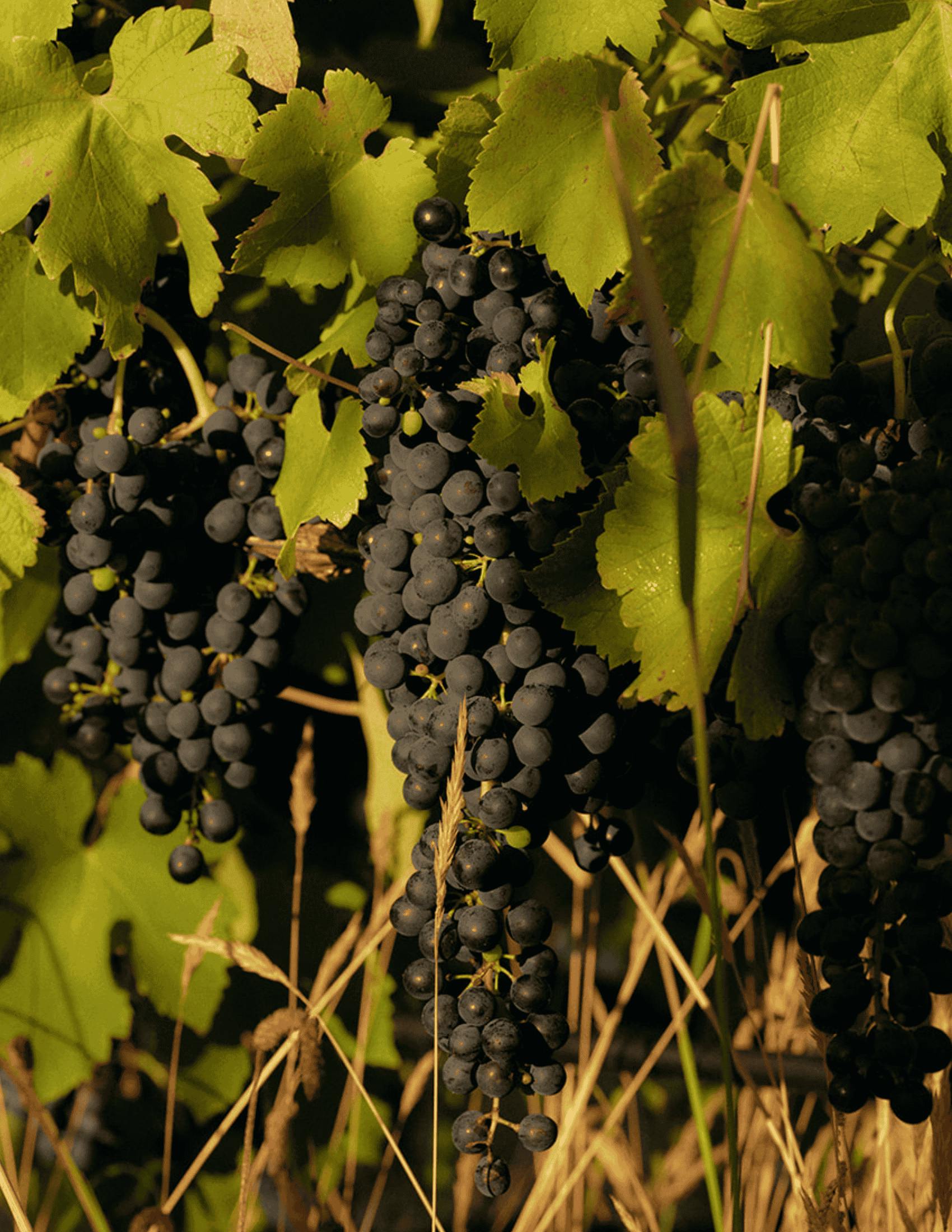 Seville Estate Reserve Shiraz