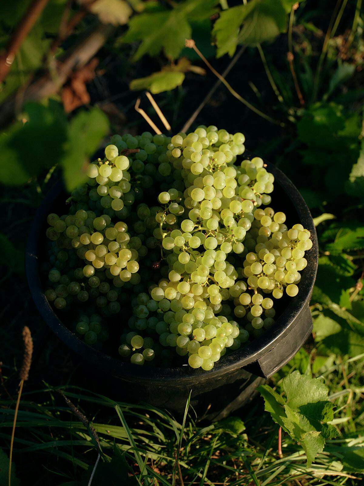 Seville Estate Chardonnay 21 Reserve