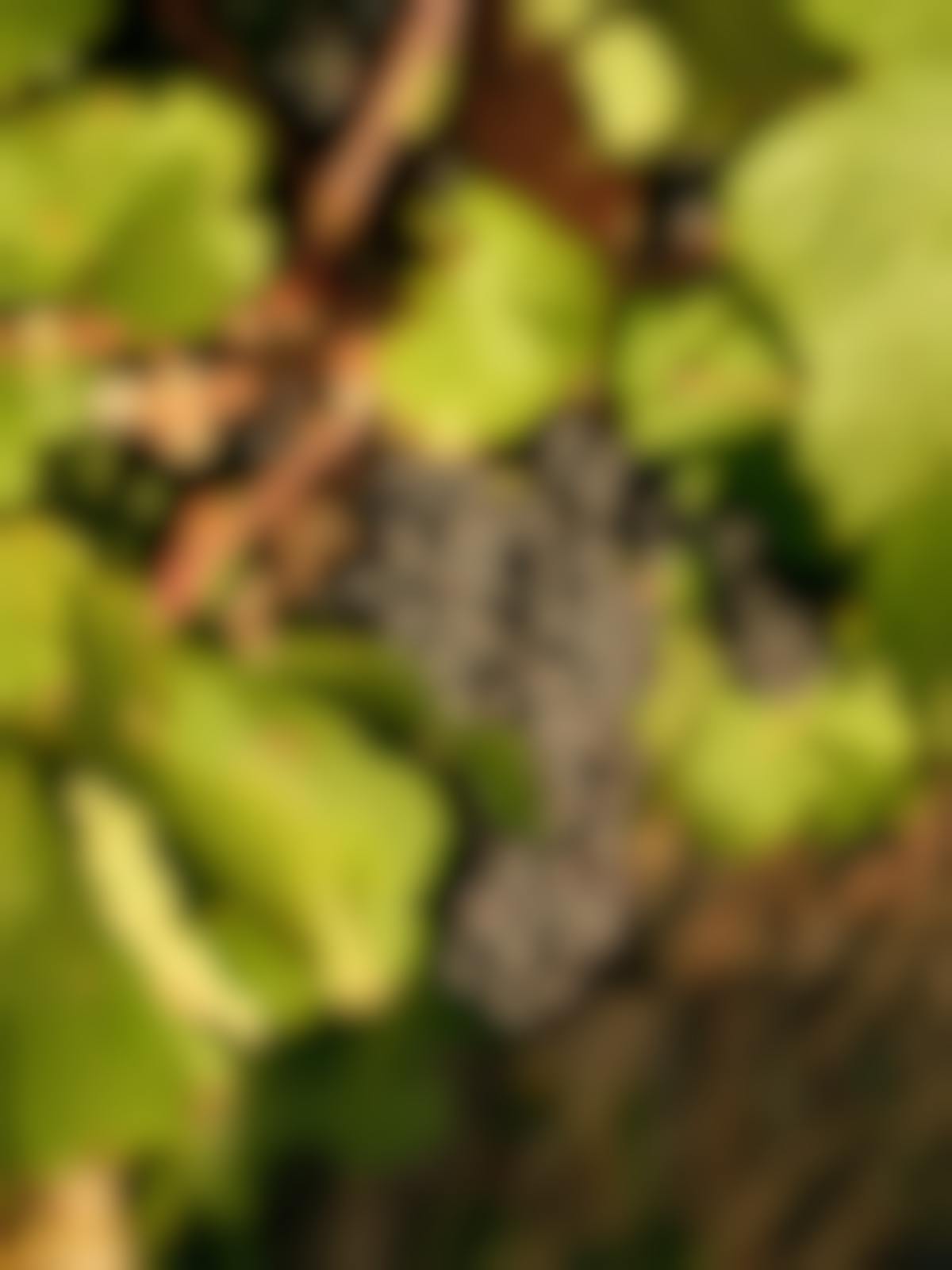 Seville Estate Dr Pinot