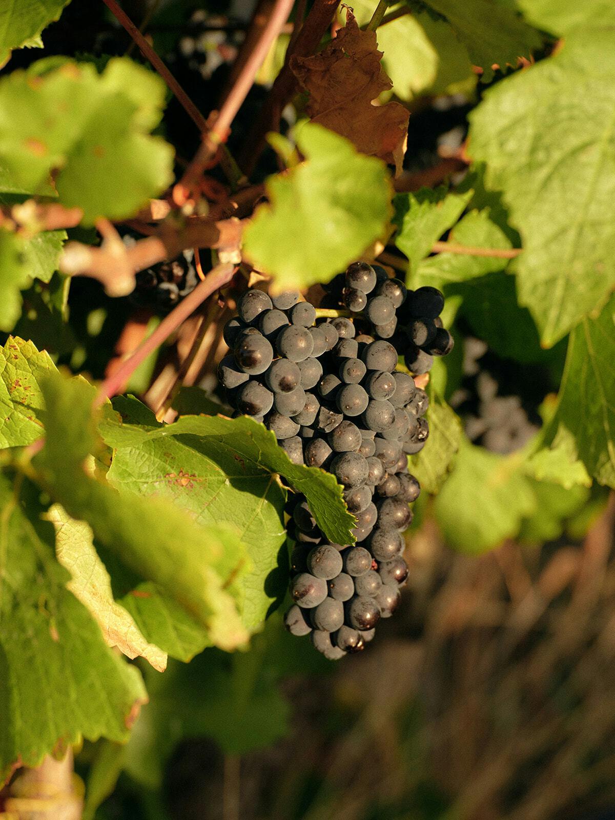 Seville Estate Dr Pinot