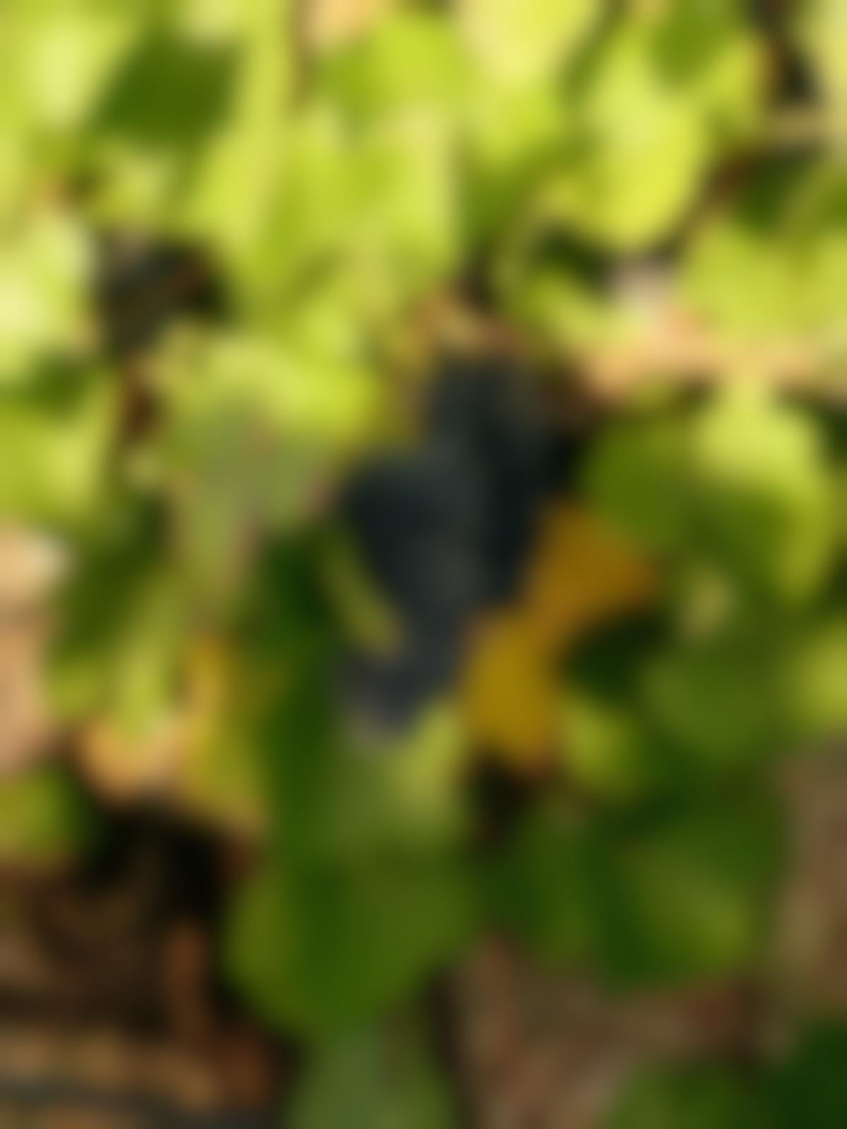 Seville Estate Estate Pinot Noir UP YV
