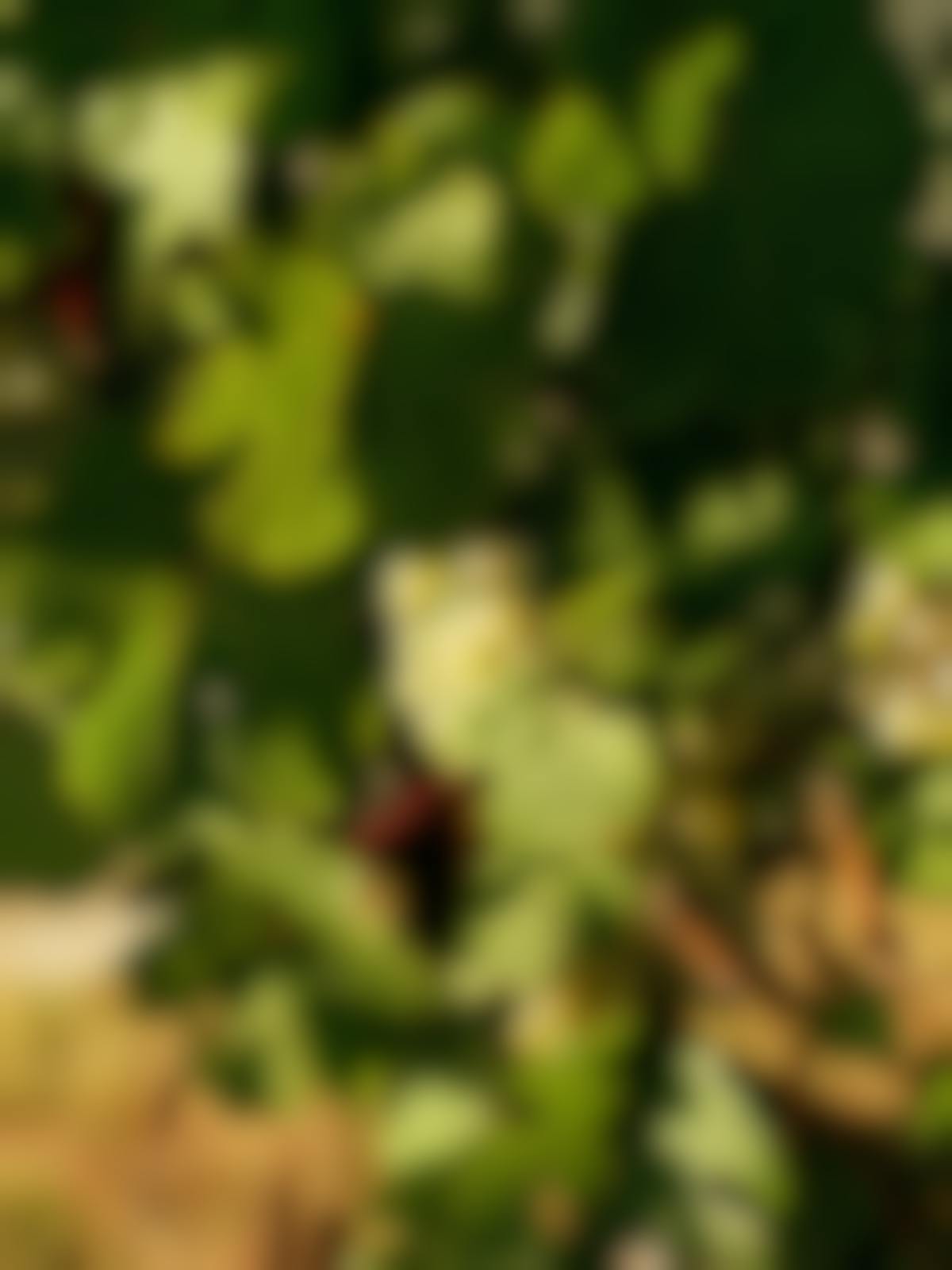 Seville Estate Riesling Grapes Yarra Valley