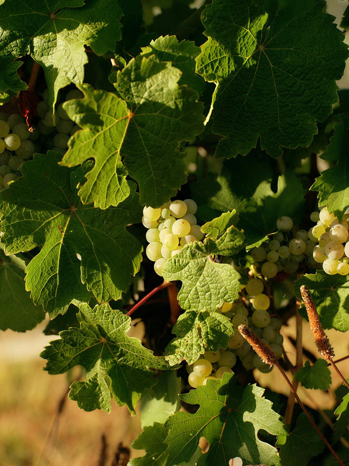 Seville Estate Riesling Grapes Yarra Valley