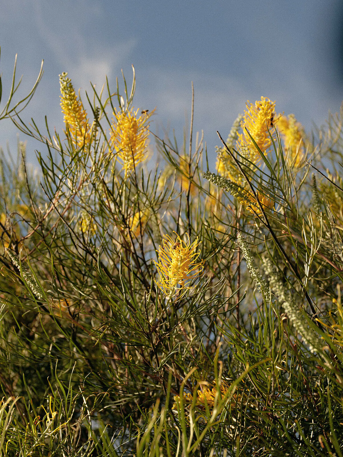 Seville Estate Native Garden