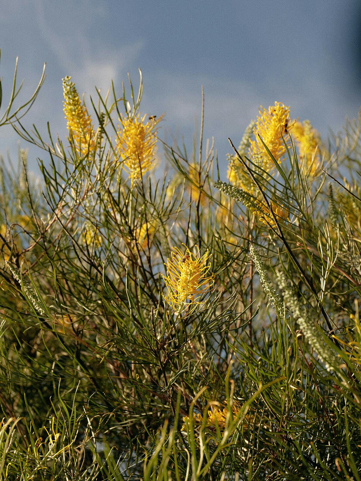 Seville Estate Native Garden