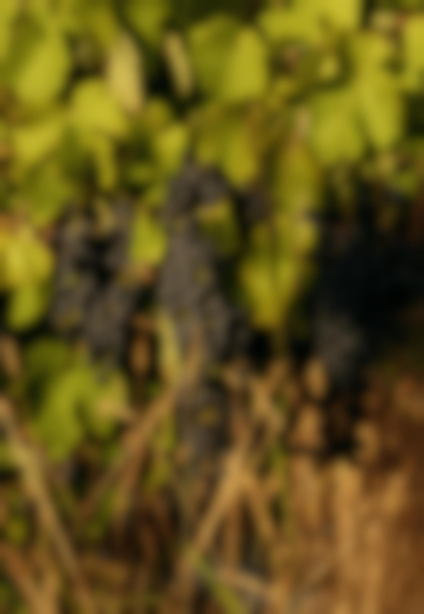 Seville Estate Shiraz