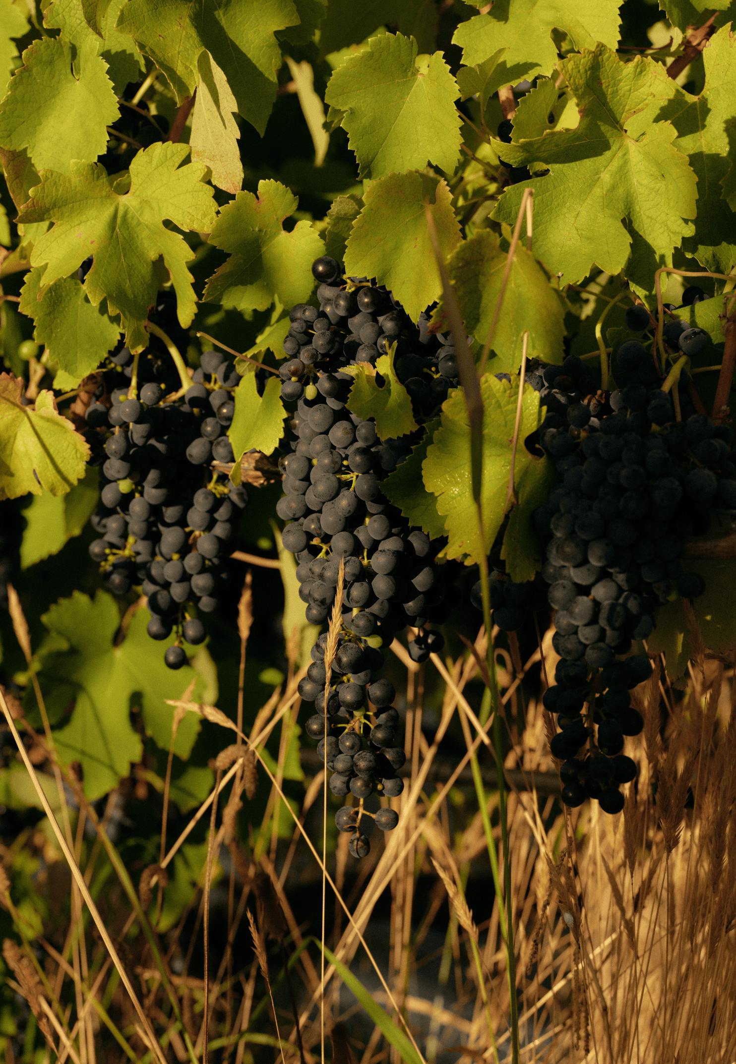 Seville Estate Shiraz