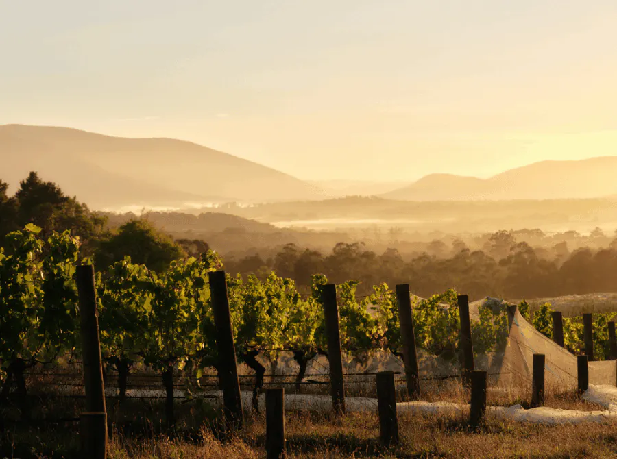 Seville Estate Vineyard Upper Yarra Valley 1