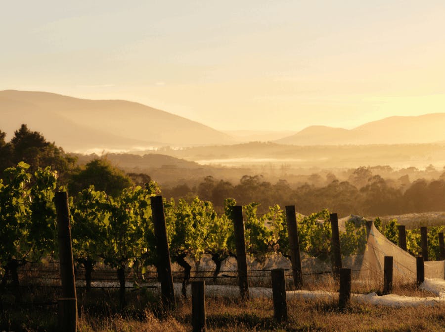 Seville Estate Vineyard Upper Yarra Valley 1