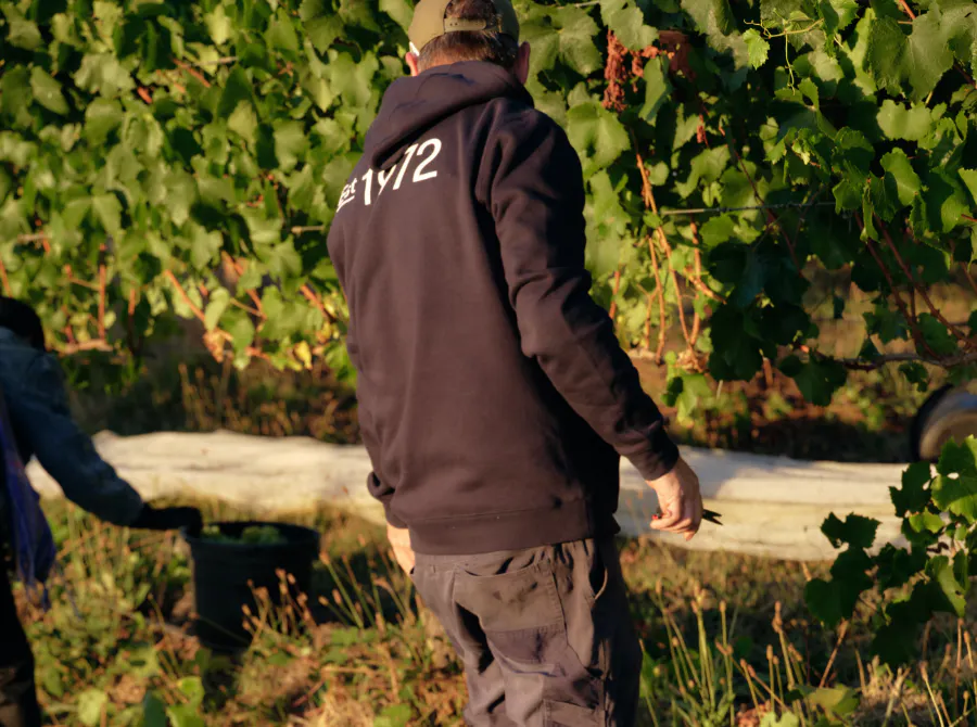 Seville Estate Vineyard Upper Yarra Valley 3