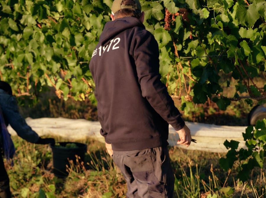 Seville Estate Vineyard Upper Yarra Valley 3