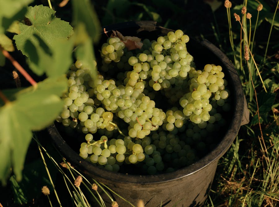 Seville Estate Vineyard Upper Yarra Valley 5