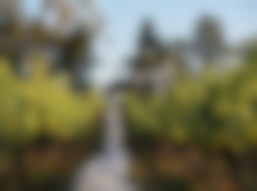 Seville Estate Vineyard Upper Yarra Valley 6