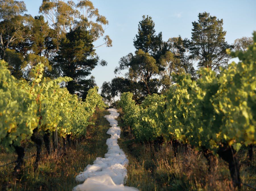Seville Estate Vineyard Upper Yarra Valley 6