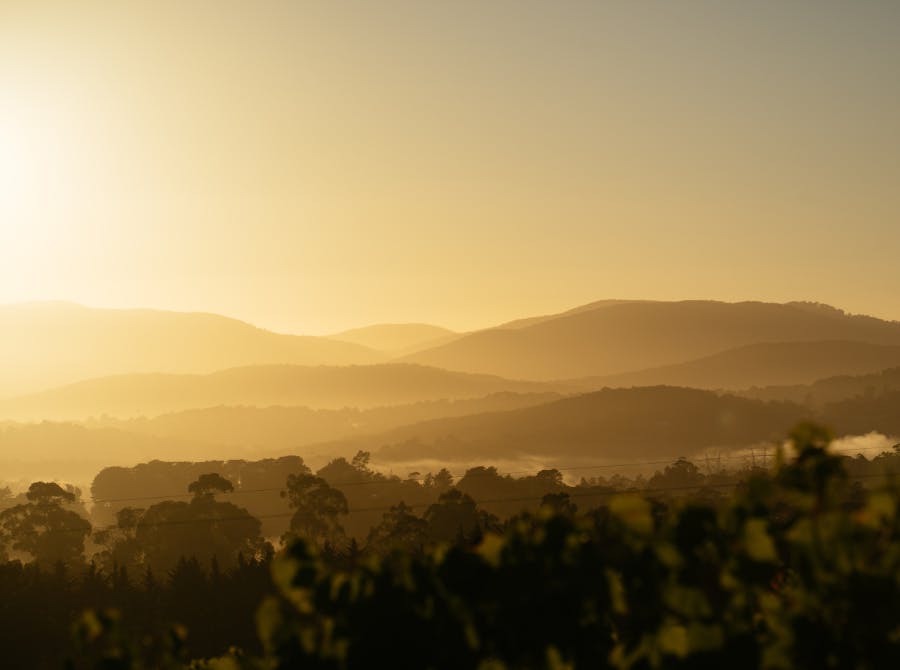 Seville Estate Vineyard Upper Yarra Valley 9
