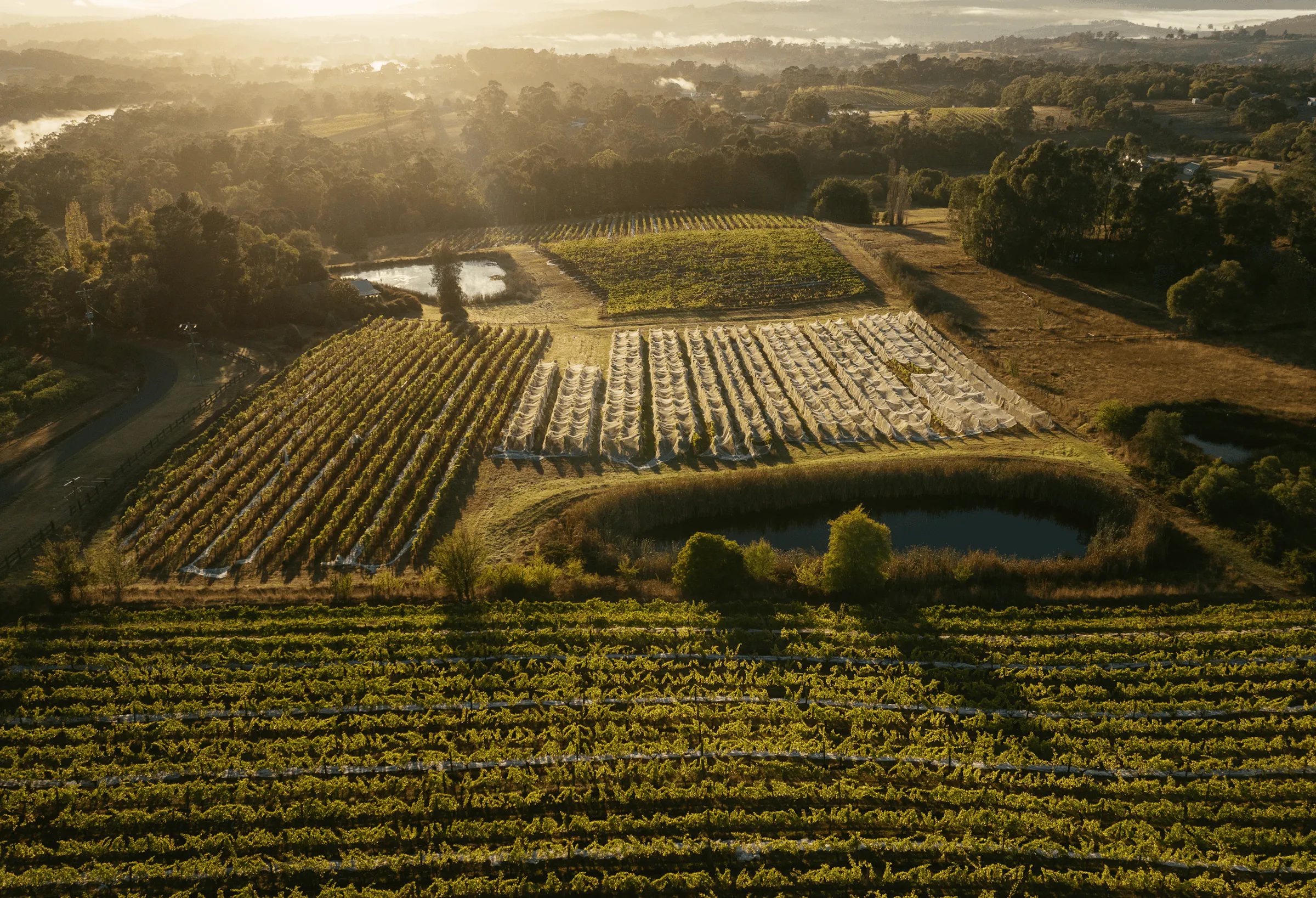 Seville Estate Vineyard Yarra Valley 1