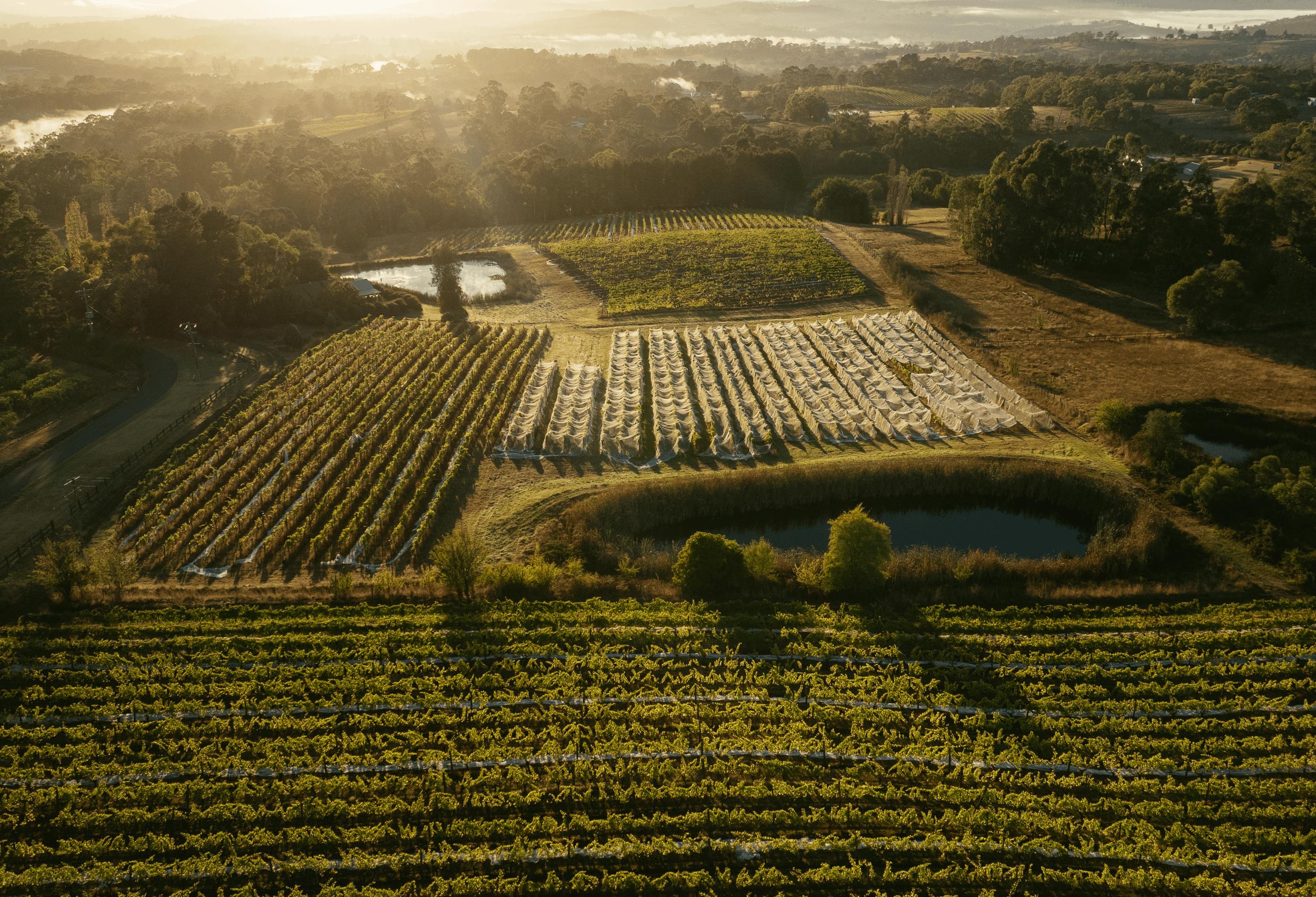Seville Estate Vineyard Yarra Valley 1