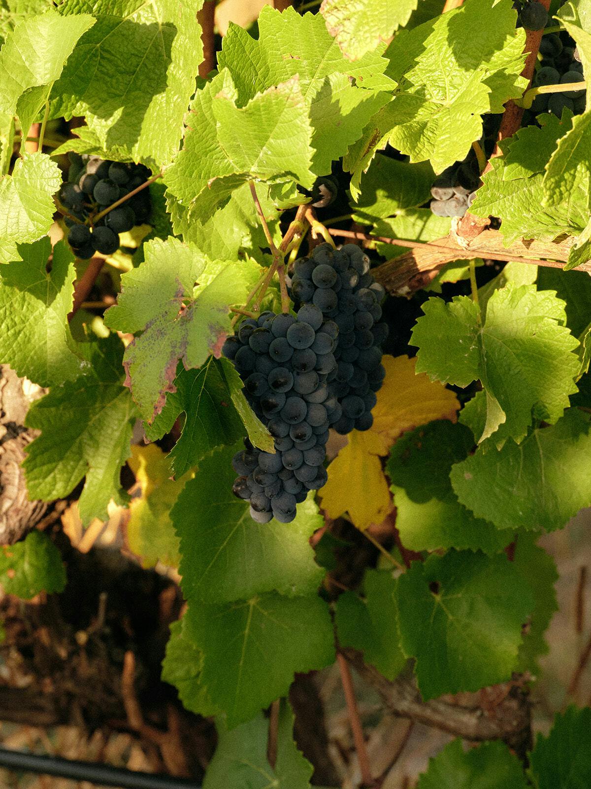 Seville Estate East Pinot Noir