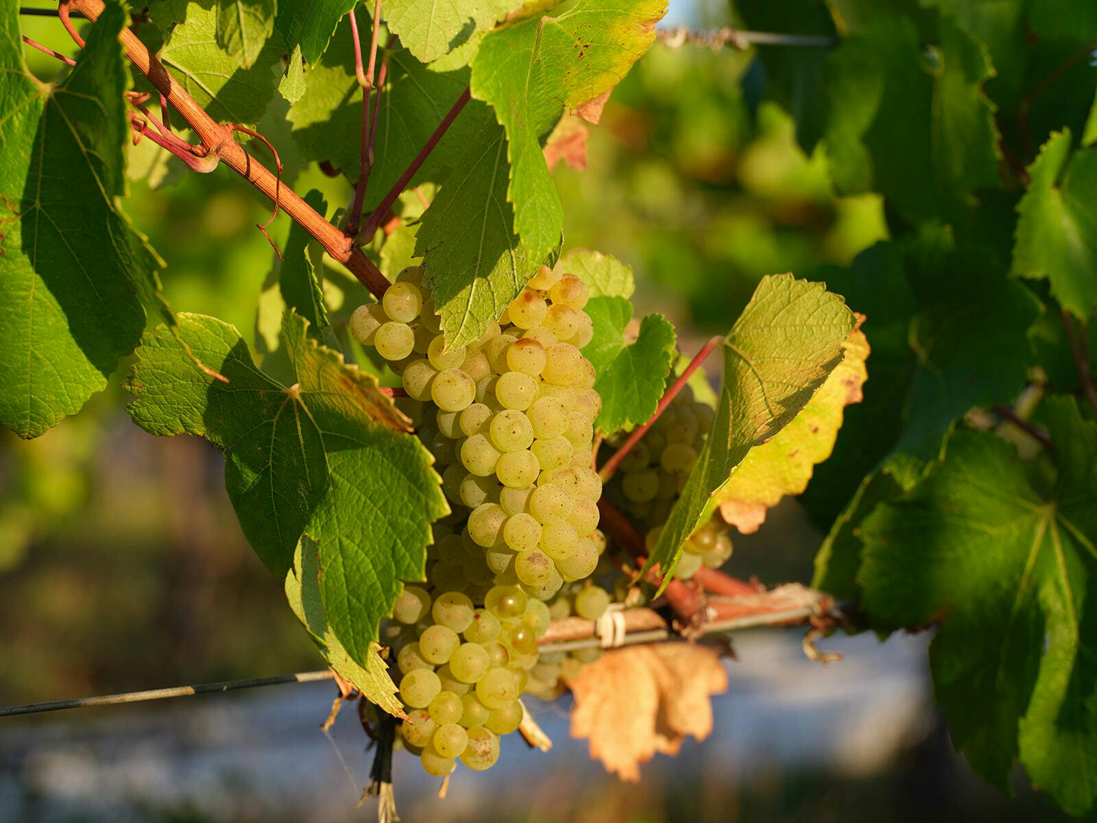 Seville Estate hdavison14304 websize