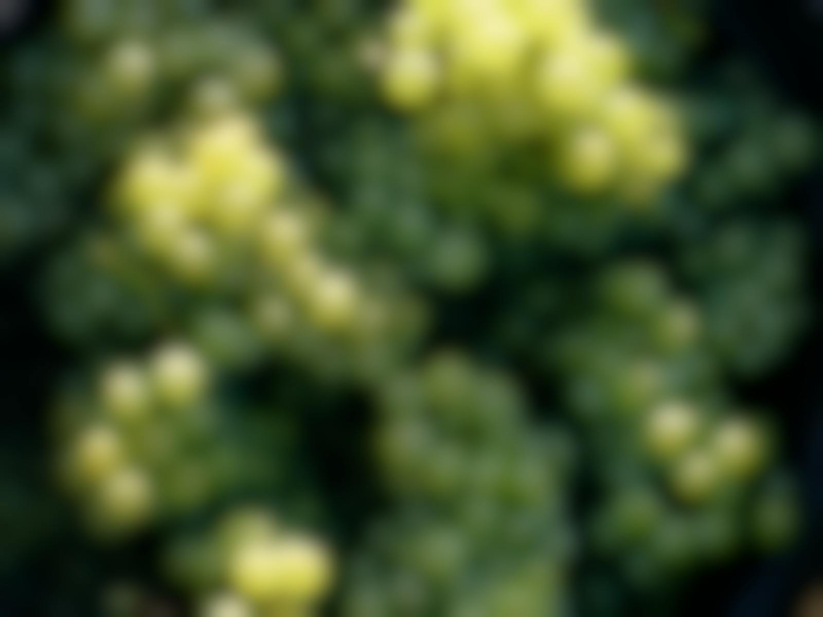 Seville Estate hdavison14312 websize