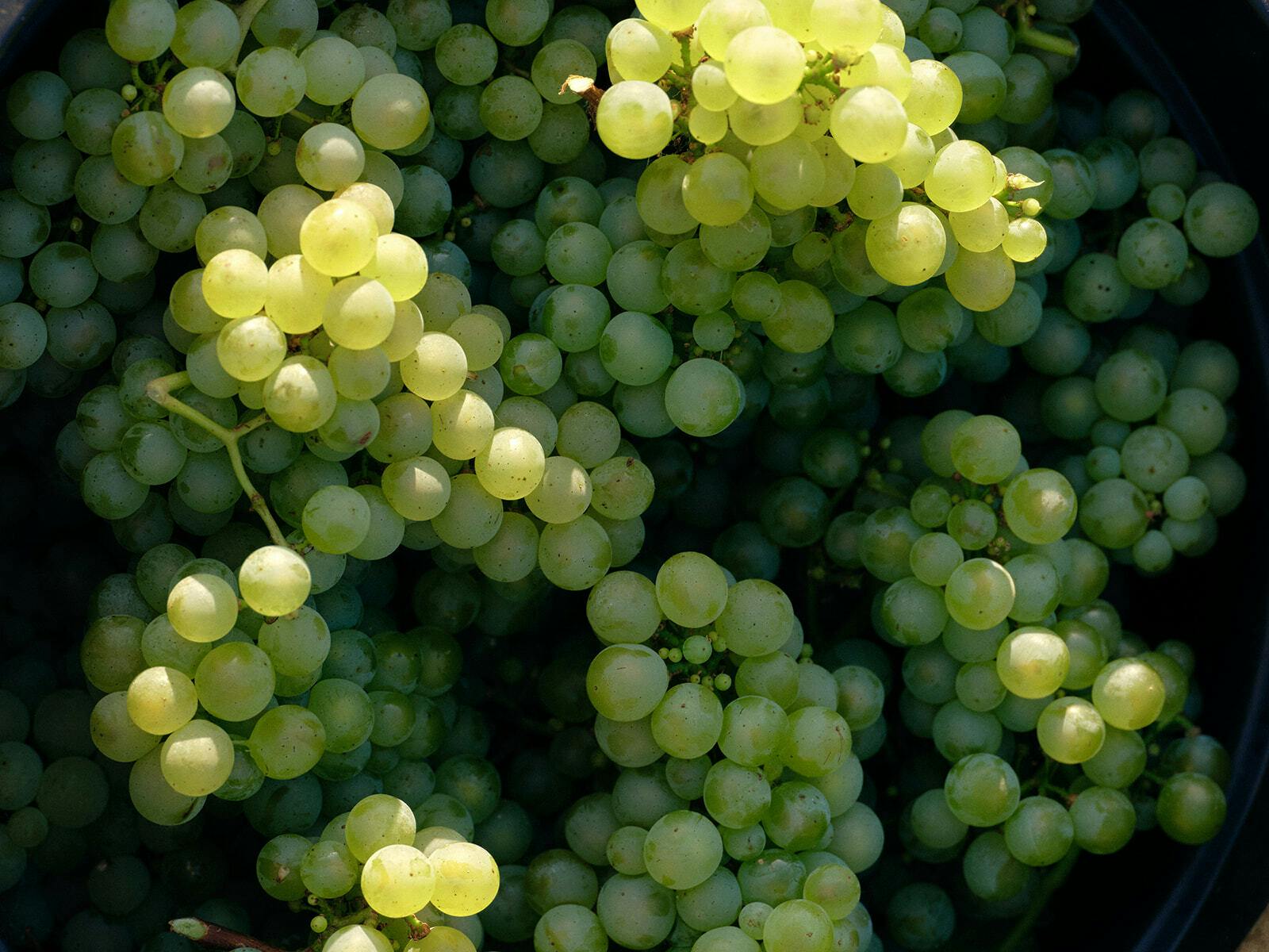 Seville Estate hdavison14312 websize