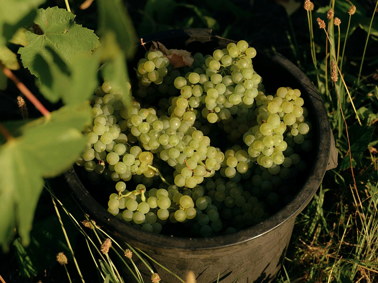 Seville Estate hdavison14319 websize 1