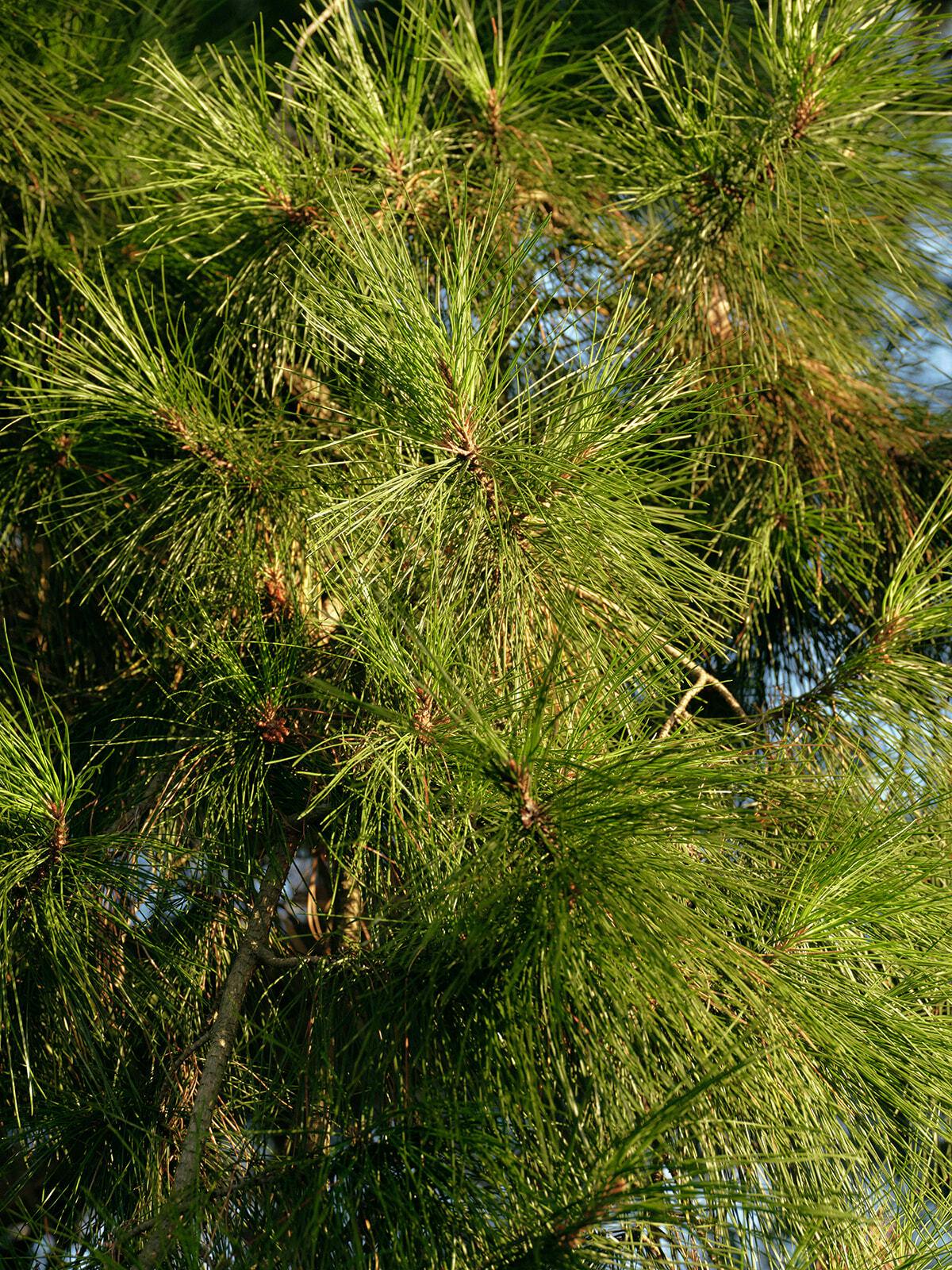 Seville Estate hdavison14324 websize